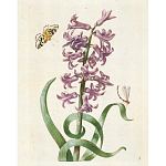 Книга цветов 22 постера Maria Sibylla Merian: 22 Pull-Out Posters варинант исполнения - 2 | Loft Concept в Рязани