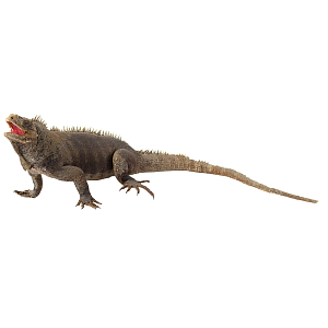 Декоративная фигура Игуана. Чучело