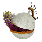 Статуэтка фантастический фрукт Exotic Tropical Fruit orange and white 67 варинант исполнения - 4 | Loft Concept в Рязани