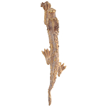 Декоративная статуэтка Китайский дракон Фуцанлун варинант исполнения - 2 | Loft Concept в Рязани