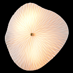 Бра в форме лепестка с рельефной текстурой FLOW варинант исполнения - 1 | Loft Concept в Рязани