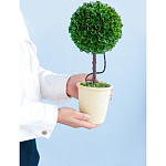 Декоративный искусственное растение Single boxwood варинант исполнения - 8 | Loft Concept в Рязани