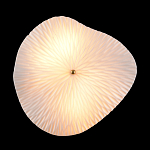 Бра в форме лепестка с рельефной текстурой FLOW варинант исполнения - 3 | Loft Concept в Рязани