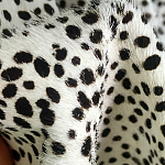 Мебельная ткань Искусственный мех  белый леопард 90 см T5-3 варинант исполнения - 3 | Loft Concept в Рязани