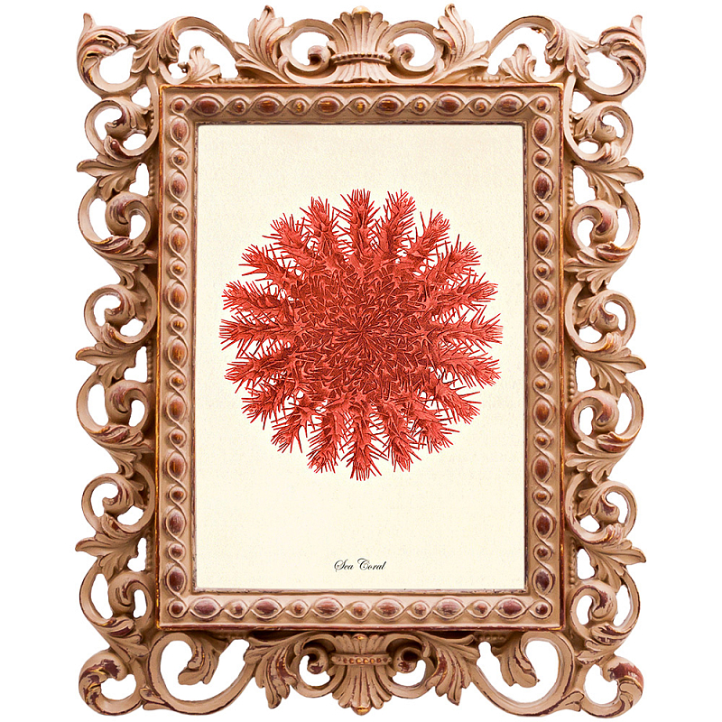 Постер Red Sea Urchin Бежевый Красный в Рязани | Loft Concept 