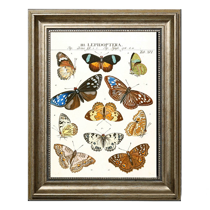 Постер Butterfly Collection Постер Butterfly Collection в Рязани | Loft Concept