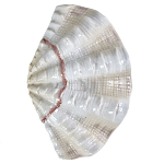 Фигурка из фарфора в виде одной створки ракушки Marine Tridacna варинант исполнения - 1 | Loft Concept в Рязани