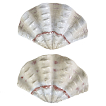 Фигурка из фарфора в виде одной створки ракушки Marine Tridacna варинант исполнения - 2 | Loft Concept в Рязани